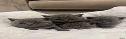 British Shorthair cats for sale: Champion GCCF Blue British shorthair kittens  - Advert 1