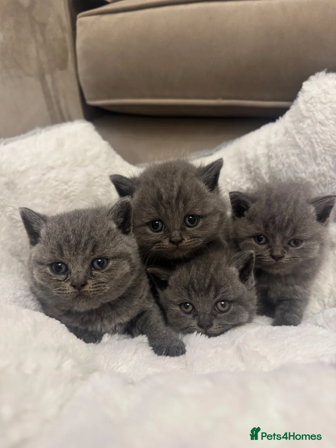 British Shorthair cats for sale: Champion GCCF Blue British shorthair kittens  - Advert 1