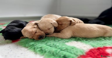 Labrador Retriever dogs - Advert 15