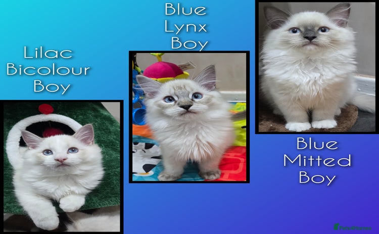 Ragdoll cats - Advert 3