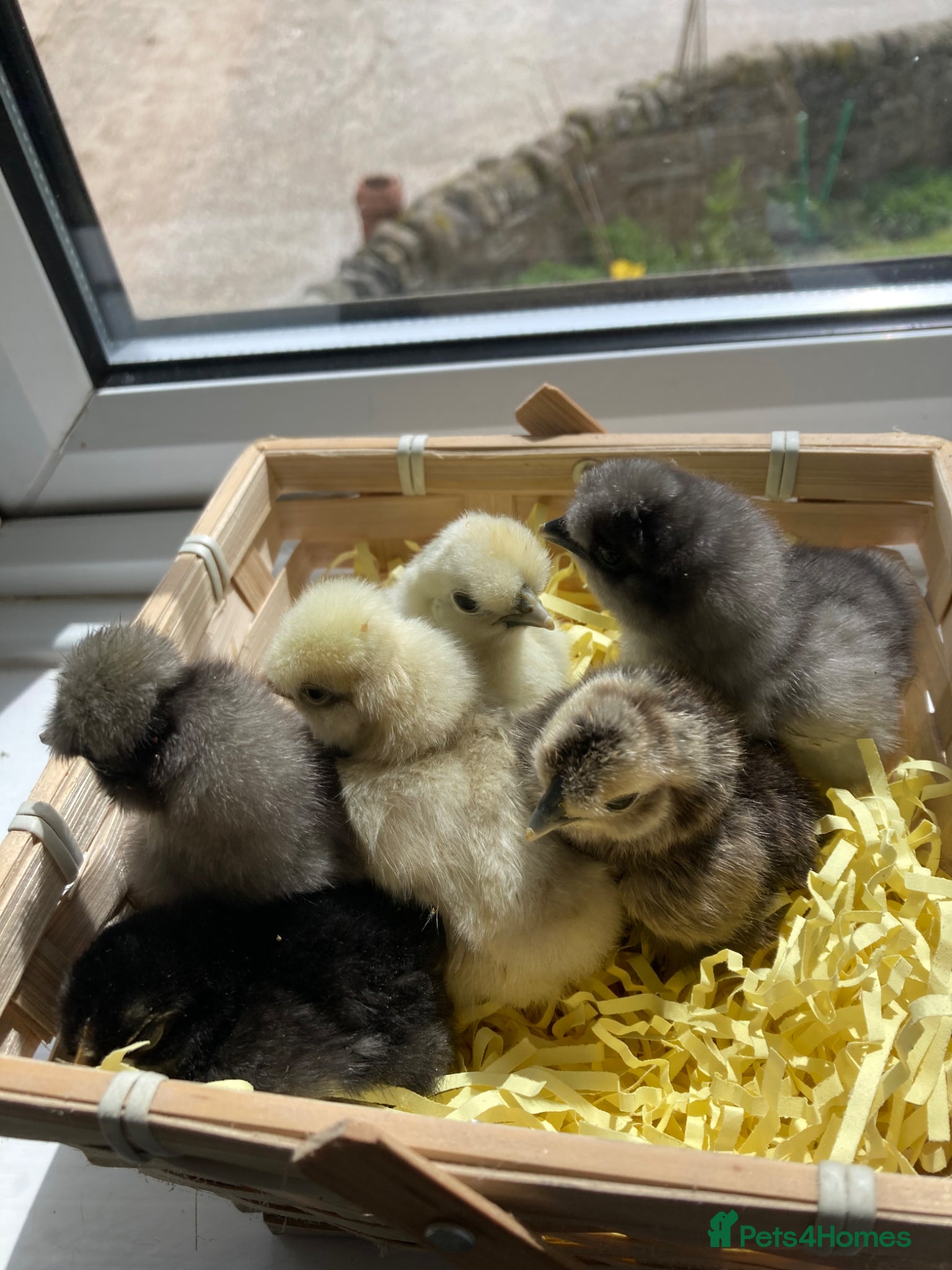 Chickens poultry for sale: Silkie bantam chicks mixed colour hatched 11/05/26 - Advert 1