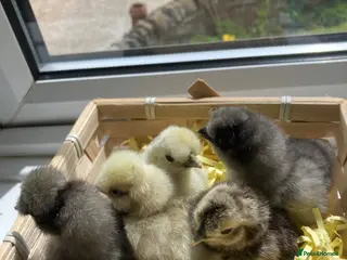 Chickens poultry for sale: Silkie bantam chicks mixed colour hatched 11/05/26 - Advert 1