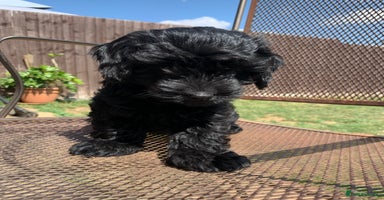 Cockapoo dogs - Advert 8