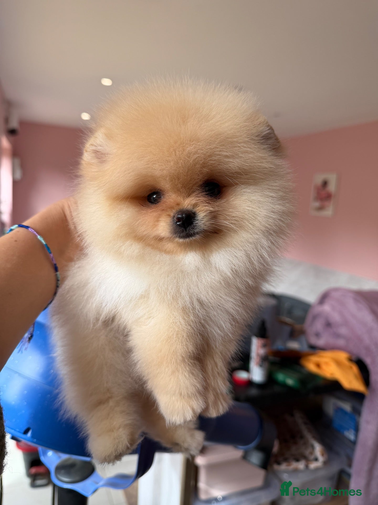 Pomeranian dogs for sale: Beautiful Poms - Advert 1