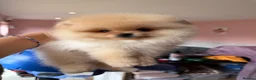 Pomeranian dogs for sale: Beautiful Poms - Advert 1