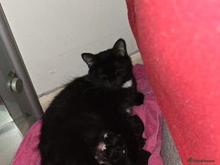 Mixed Breed cats - Advert 14