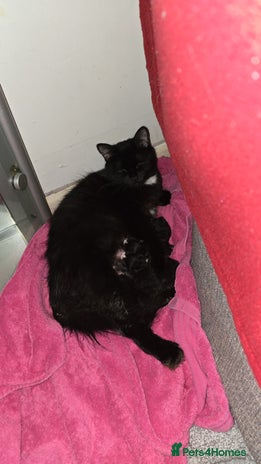 Mixed Breed cats - Advert 1