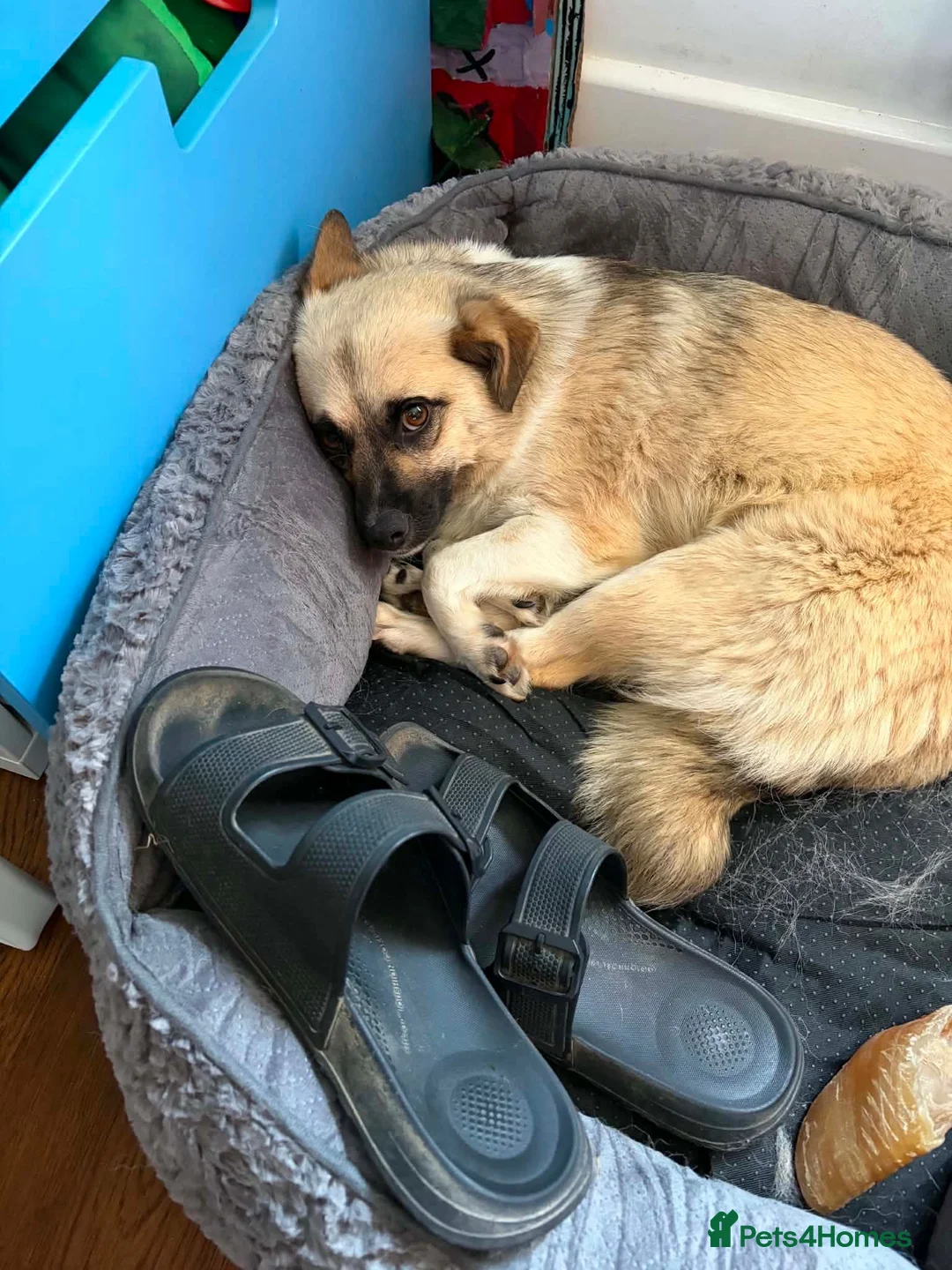 Mixed Breed dogs for adoption: Kiko  - Advert 10