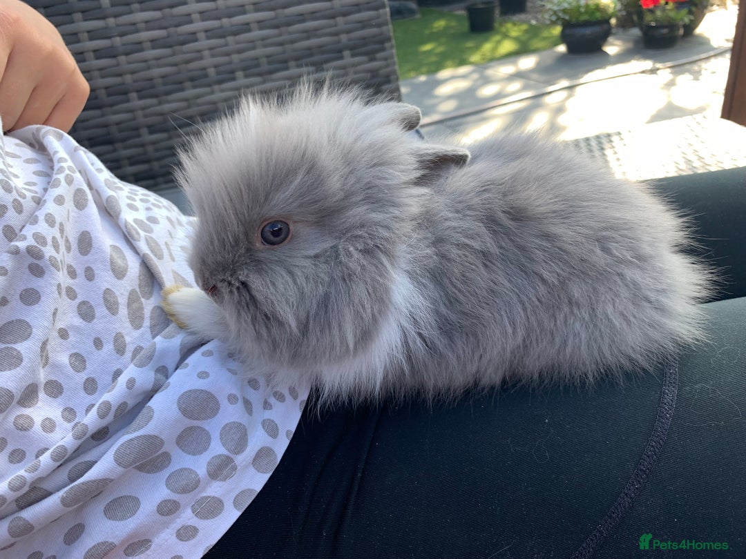 Lionhead rabbits for sale: 7 Beautiful double mane Lionhead Bunnies  - Image 21