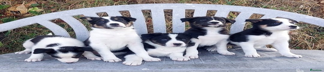 Border Collie Puppy 4