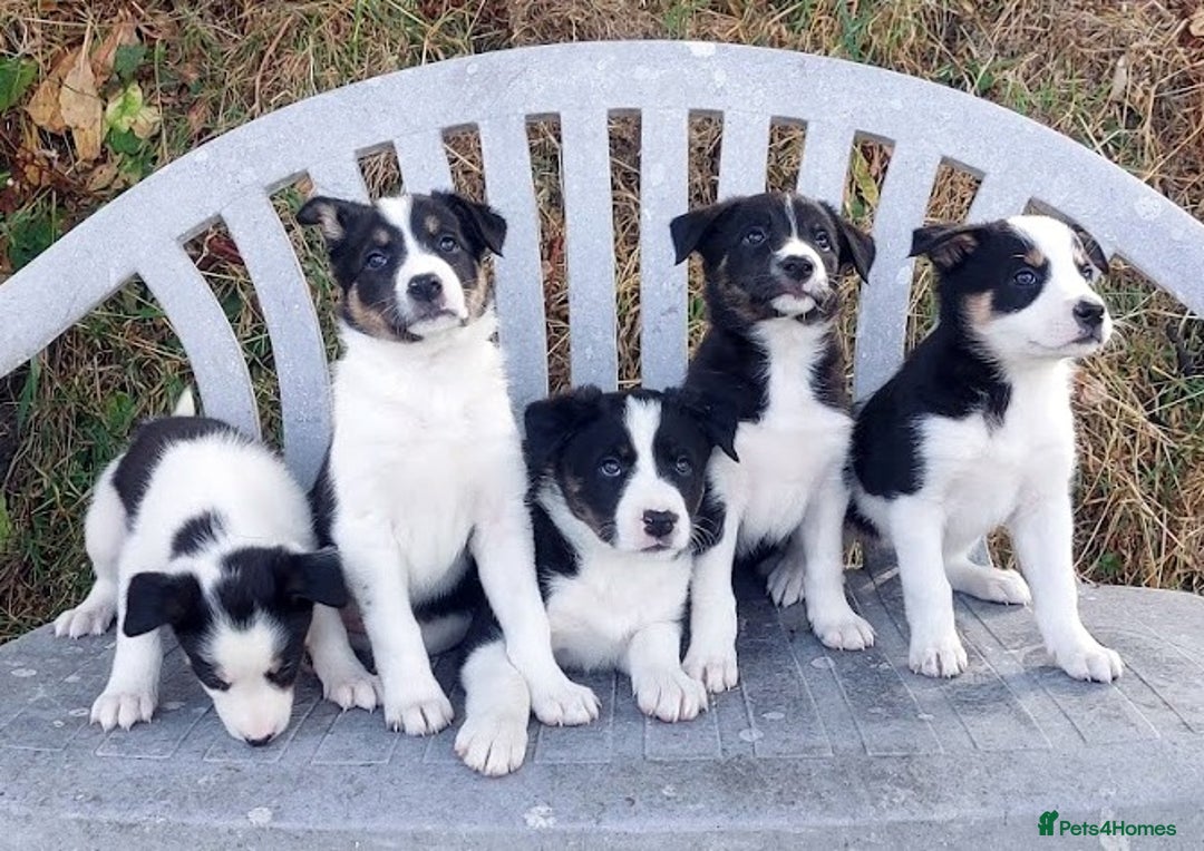 Border Collie dogs for sale: Tri-Colour Border Collie Puppies for New Homes - Image 2