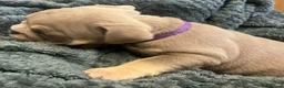 English Bulldog dogs for sale: Rare opportunity- grandpups of Burleybullz Nemesis - Advert 11