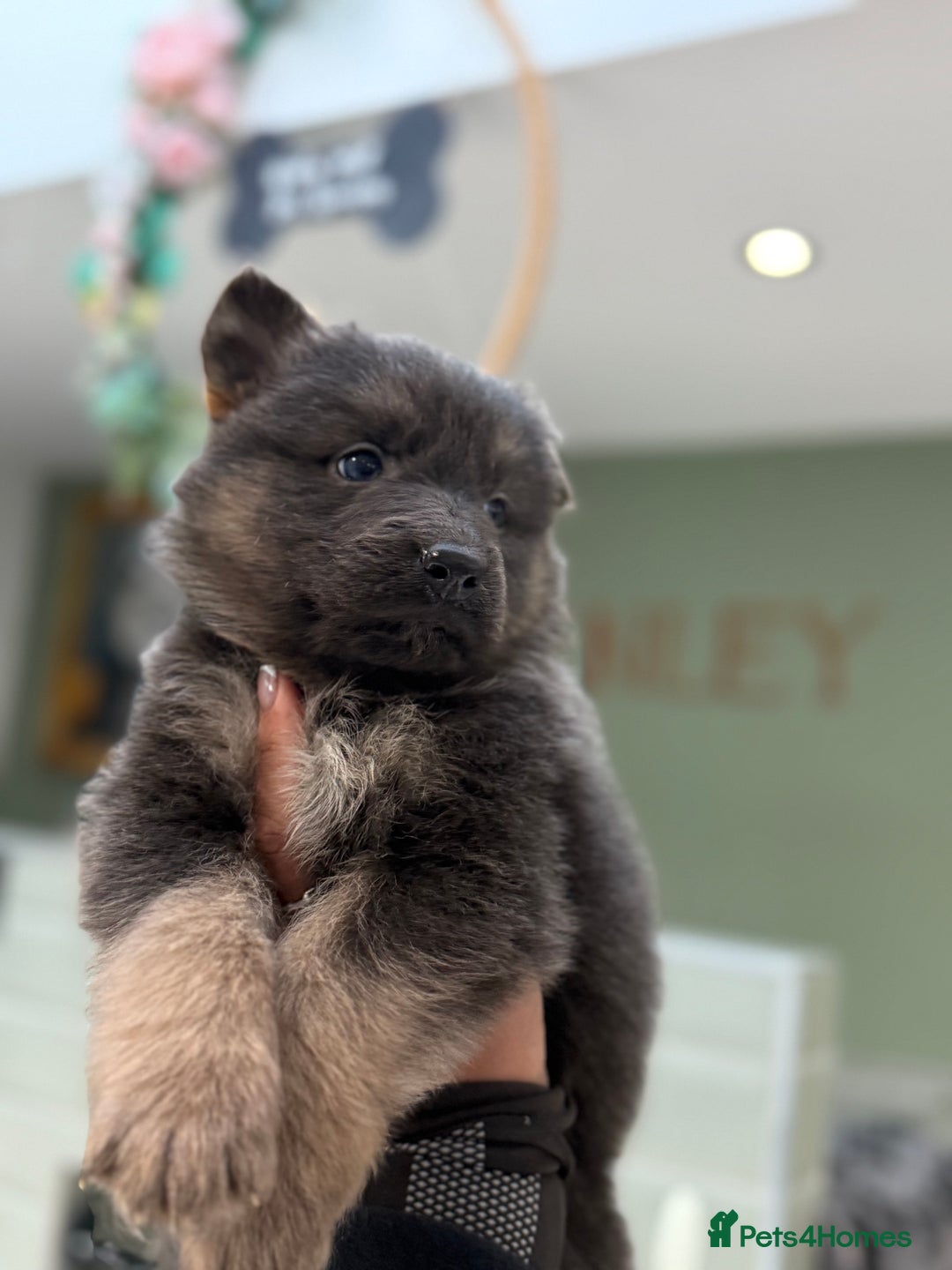 German Shepherd dogs for sale: 💙KC health tested parents 💙 - Advert 7