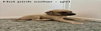 Hot pink collar - girl