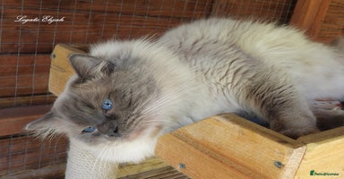 Ragdoll cats - Advert 2