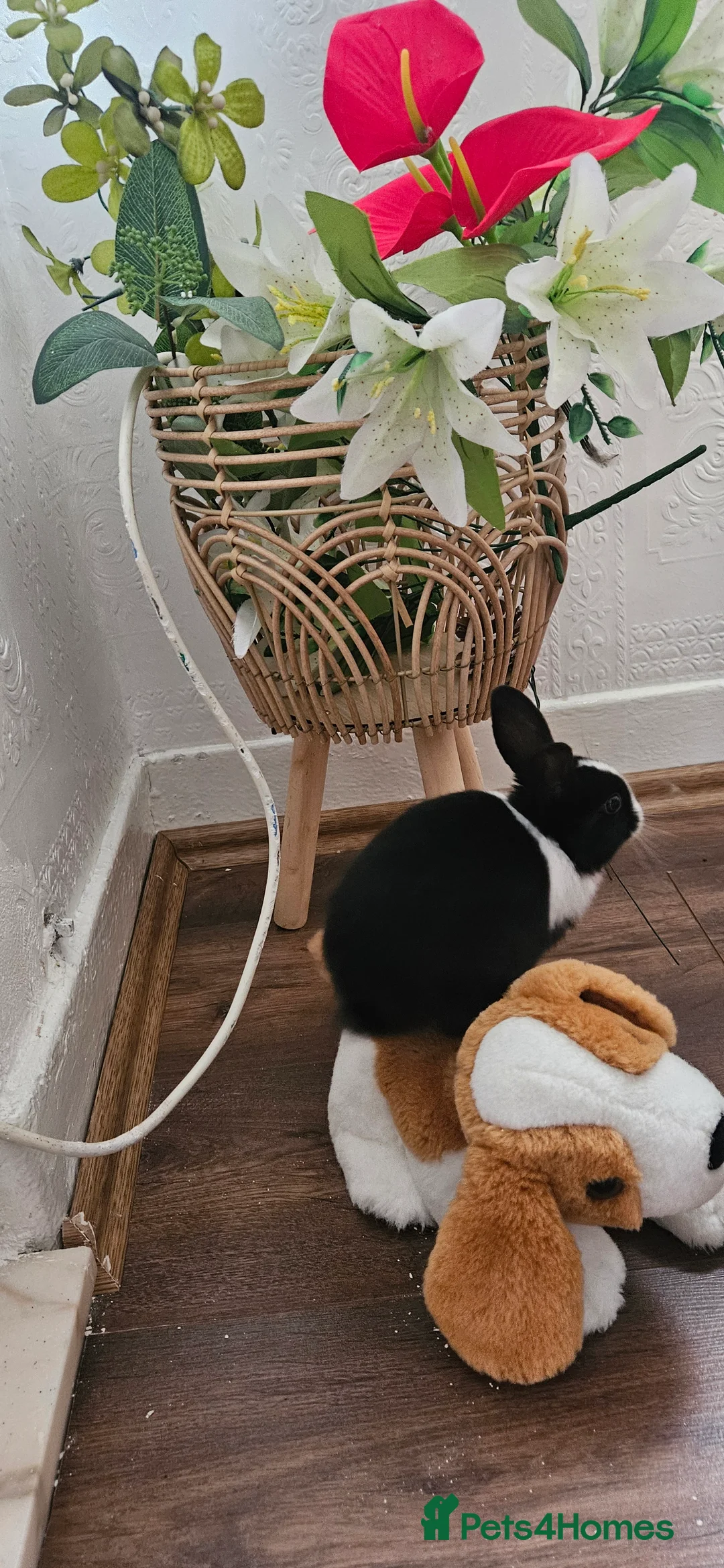 Mixed Breed rabbits for sale: They are all boys  😊 - Advert 7