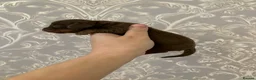 Miniature Dachshund dogs for sale: Beautiful Miniature dachshund puppies - Advert 15