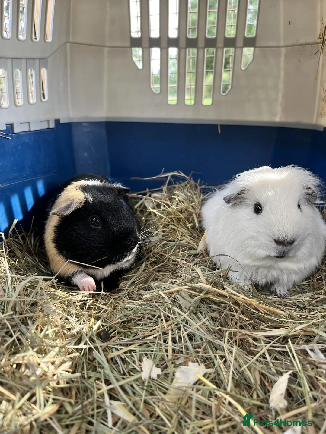 Guinea Pig rodents for sale: Two bonded male guinea pigs - Sven and Olaf - Advert 2