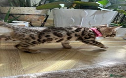 Bengal cats for sale: ❤️ Gorgeous Pure Bengal Kittens Available ❤️ - Image 29