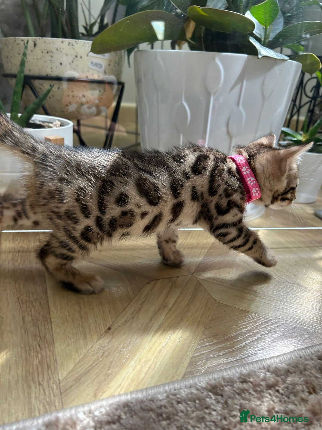 Bengal cats for sale: ❤️ Gorgeous Pure Bengal Kittens Available ❤️ - Image 29
