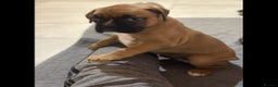 Boxer dogs for sale: 2 boys and 1 girl Boxer puppies Ready to go - Advert 3