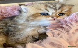 Persian cats for sale: TICA reg Silver & Golden Chinchilla Persians  - Image 11