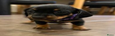 Dachshund 2