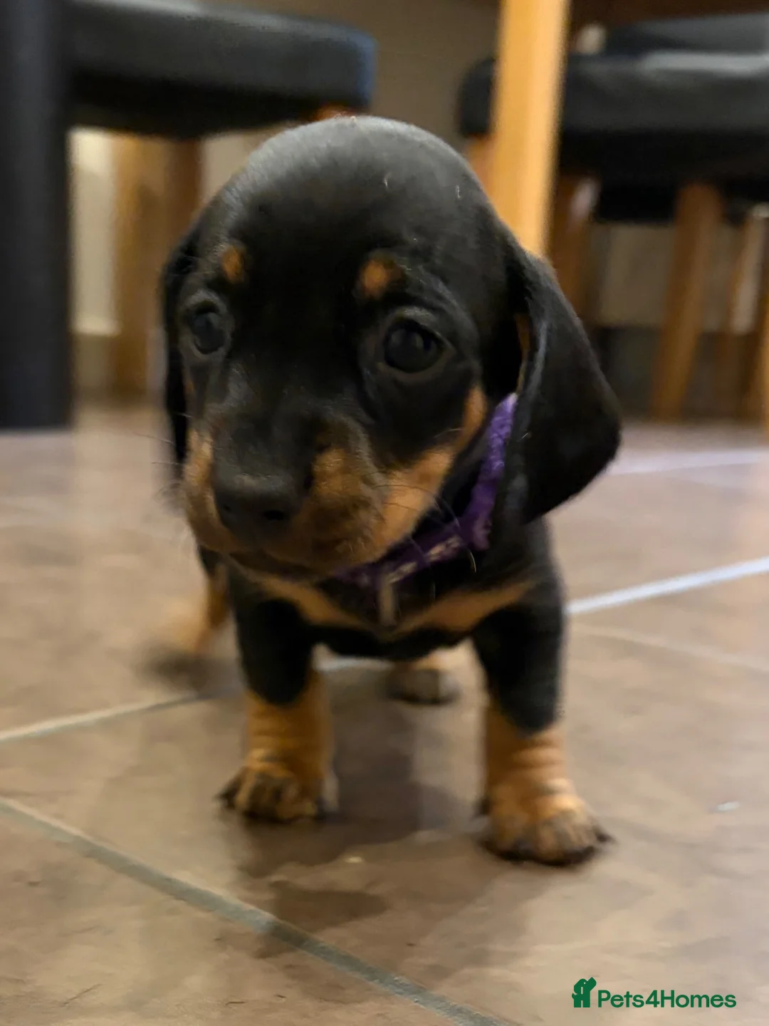 Dachshund dogs for sale: Male Dachshund puppy - Advert 40