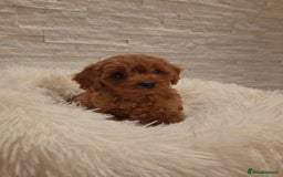 Cavapoo dogs for sale: Beautiful Cavapoos  - Image 8