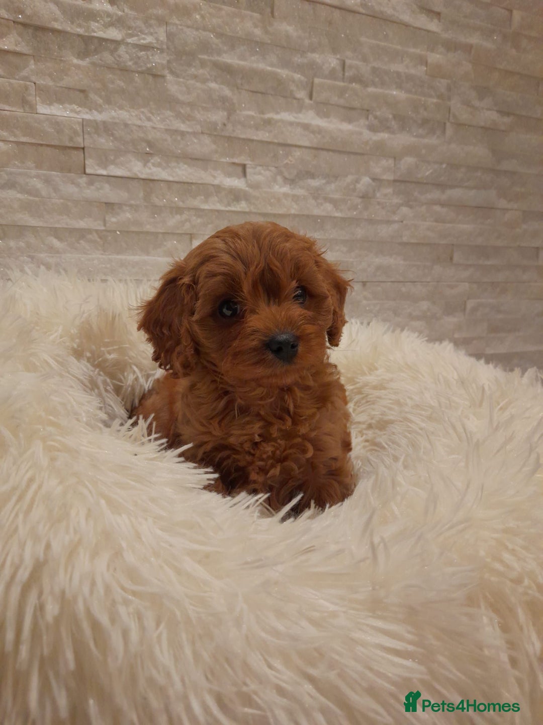 Cavapoo dogs for sale: Beautiful Cavapoos  - Image 8