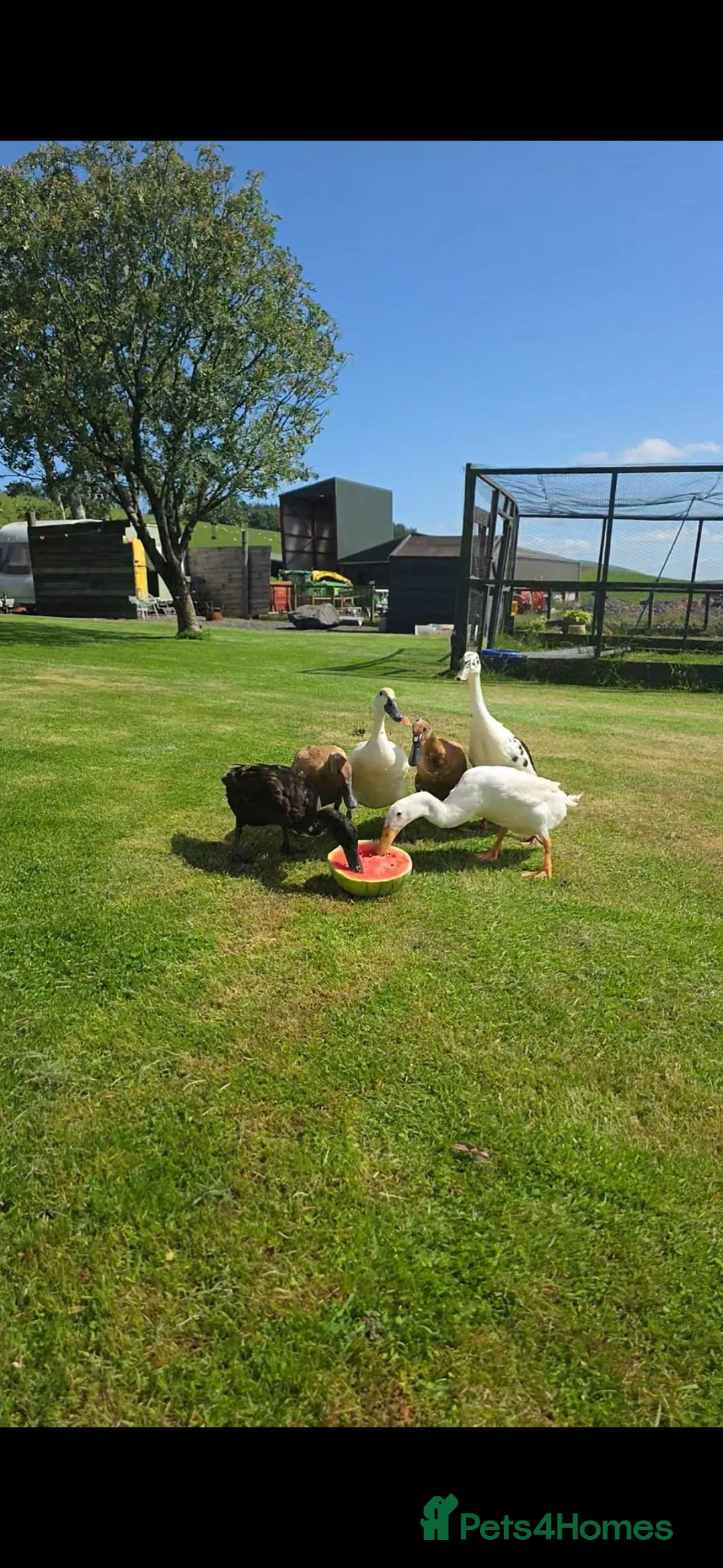 Ducks poultry for sale: 6 Unsexed Runner Ducklings & seperately 1 Drake in Thornhill - Advert 5