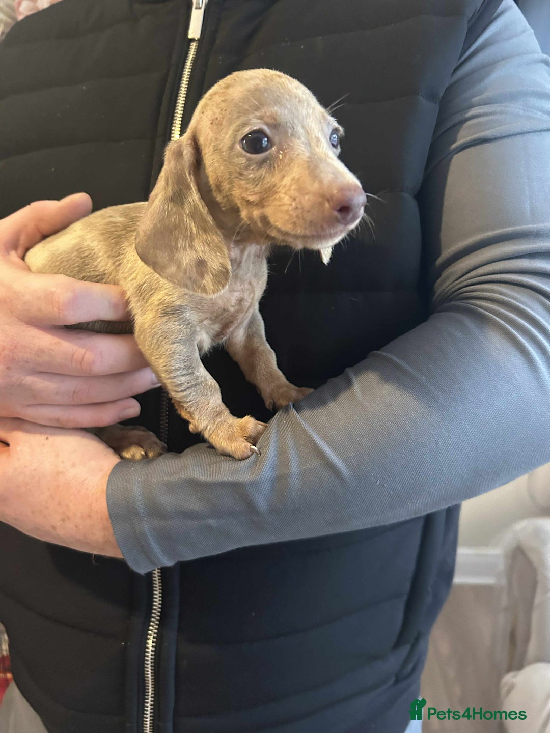 Miniature Dachshund dogs for sale: Miniature dachshund  - Advert 1