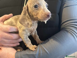 Miniature Dachshund dogs Miniature dachshund - Advert 1