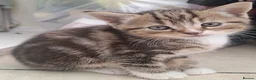 Domestic Shorthair cats for sale: Gorgeous Tabby & White Kittens – Ready Now! - Advert 7