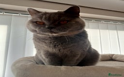 British Shorthair cats for sale: British blue shorthair 4yrs old  - Image 3