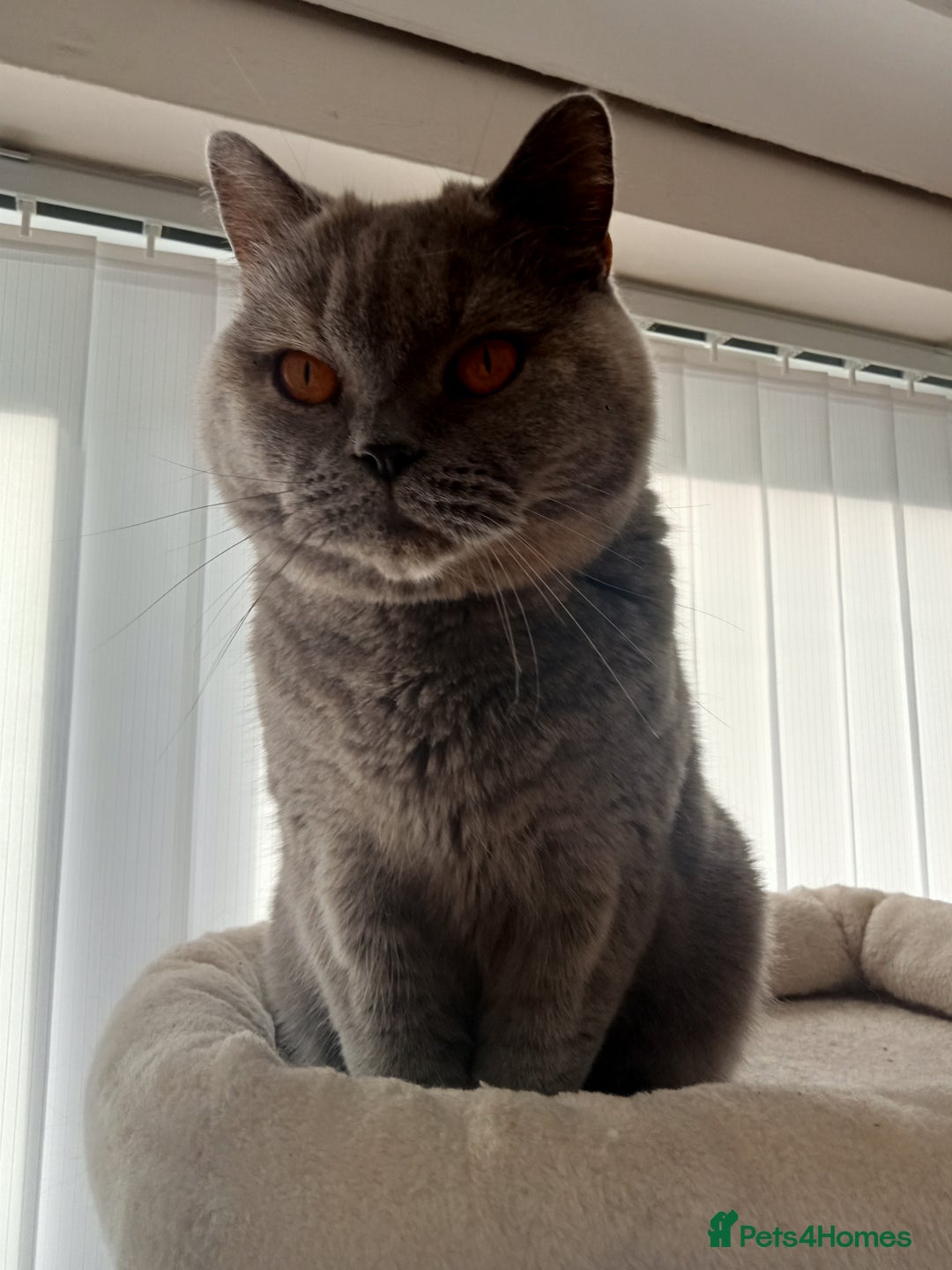 British Shorthair cats for sale: British blue shorthair 4yrs old  - Image 3