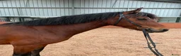 Welsh Section D horses for sale: Welsh D mare  - Advert 1