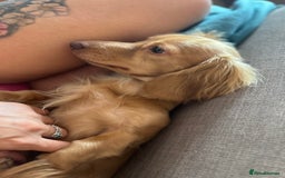 Miniature Dachshund dogs for sale: Long Haired Miniature Long Haired Cream Dachshund - Image 3
