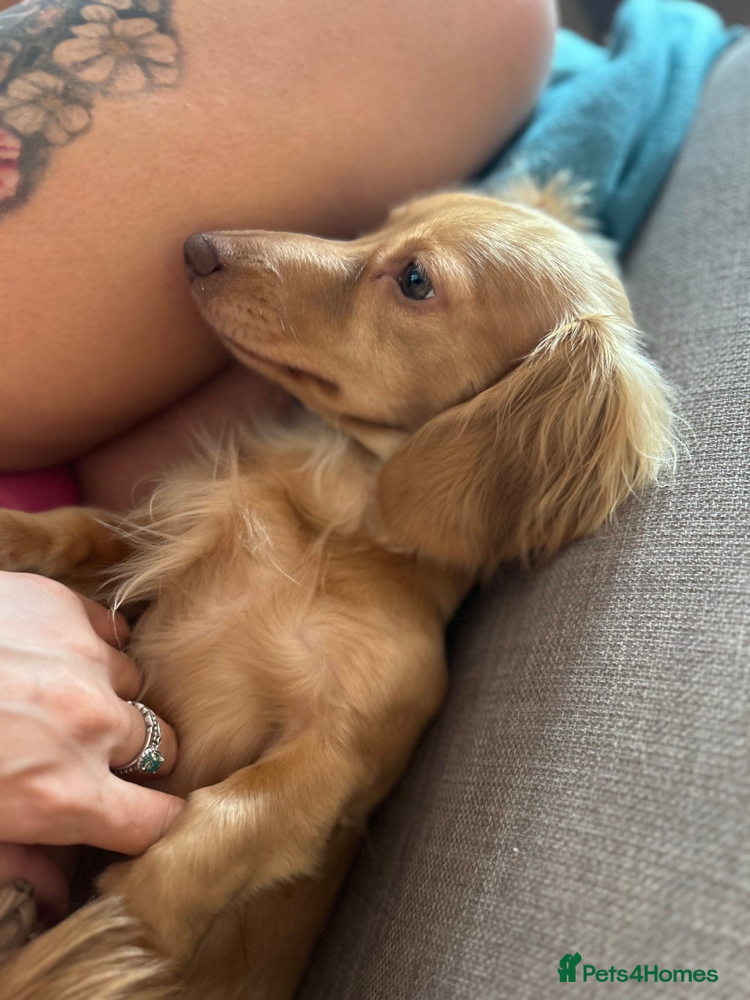 Miniature Dachshund dogs for sale: Long Haired Miniature Long Haired Cream Dachshund - Image 3