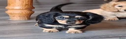 Miniature Dachshund dogs for sale: Long coat Miniature Dachshund Puppies  - Advert 20