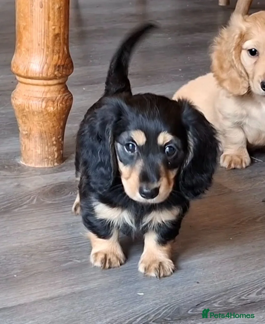 Miniature Dachshund dogs for sale: Long coat Miniature Dachshund Puppies  - Advert 2