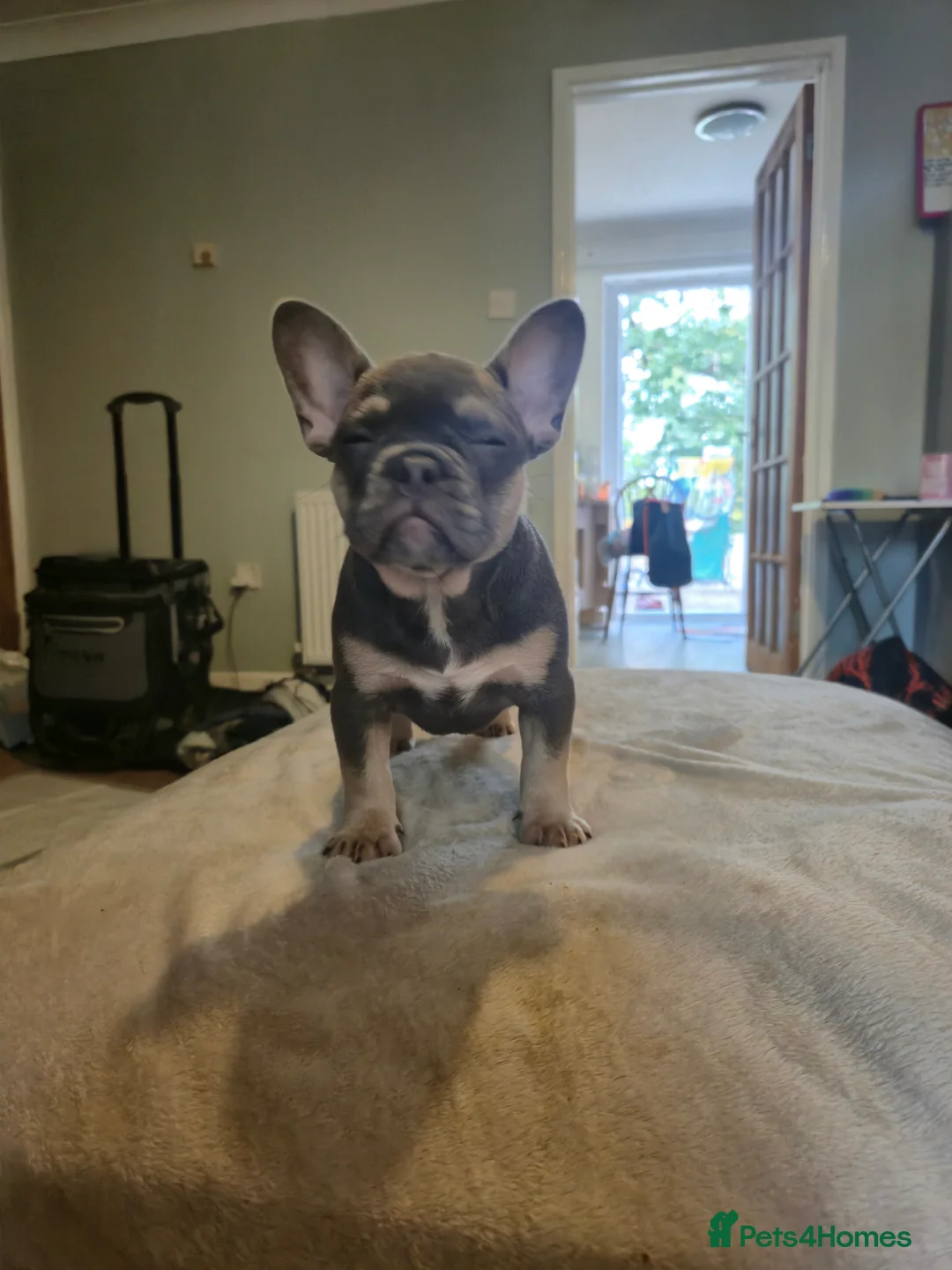 French Bulldog dogs for sale: Last two females ready this weekend, KC Registered - Advert 2