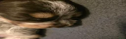 Cocker Spaniel dogs for sale: Gorgeous Show Cocker Puppies in Brampton - Advert 11