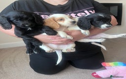 Cocker Spaniel dogs for sale: Cocker spaniels  - Image 5