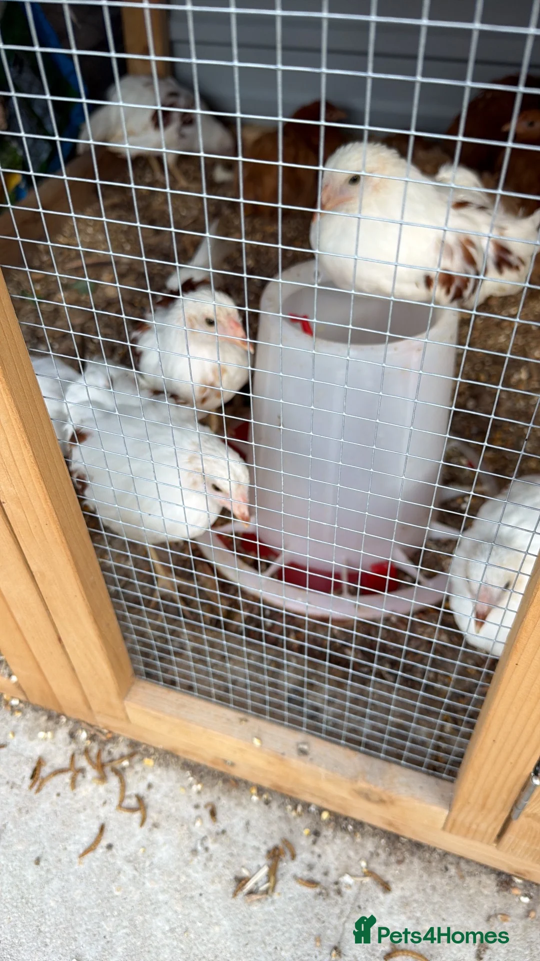Chickens poultry for sale: Yokahoma chickens  - Advert 1