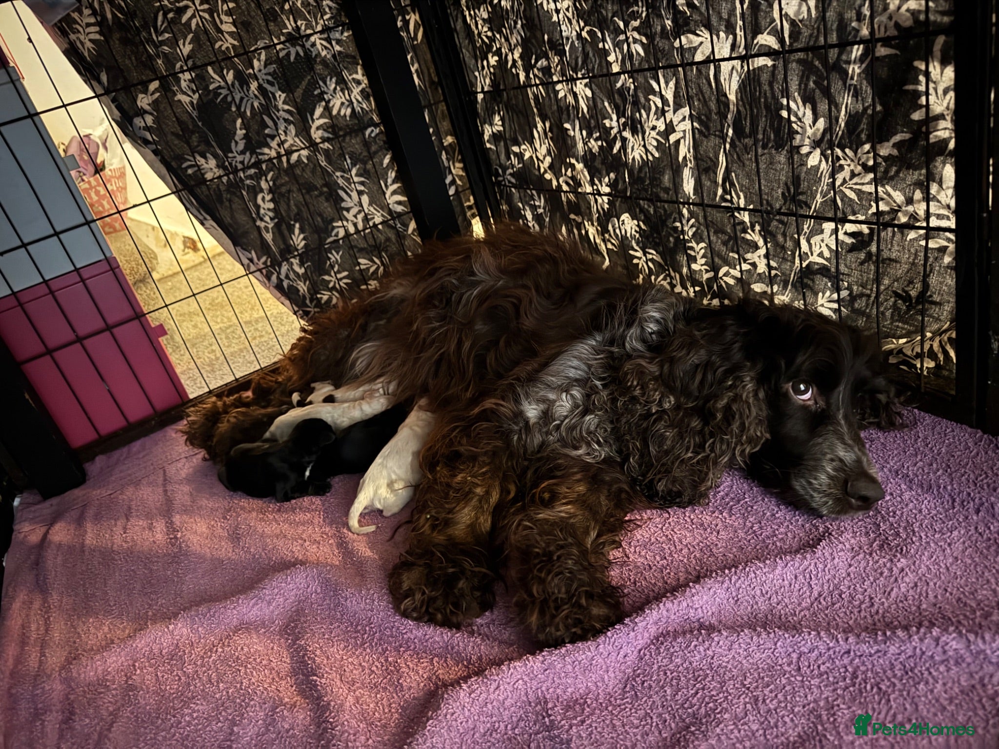 Cocker Spaniel dogs Cocker Spaniel puppies for sale - Advert 10