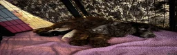 Cocker Spaniel dogs for sale: Cocker Spaniel puppies for sale - Advert 1