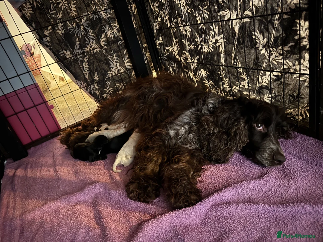 Cocker Spaniel dogs for sale: Cocker Spaniel puppies for sale - Advert 1