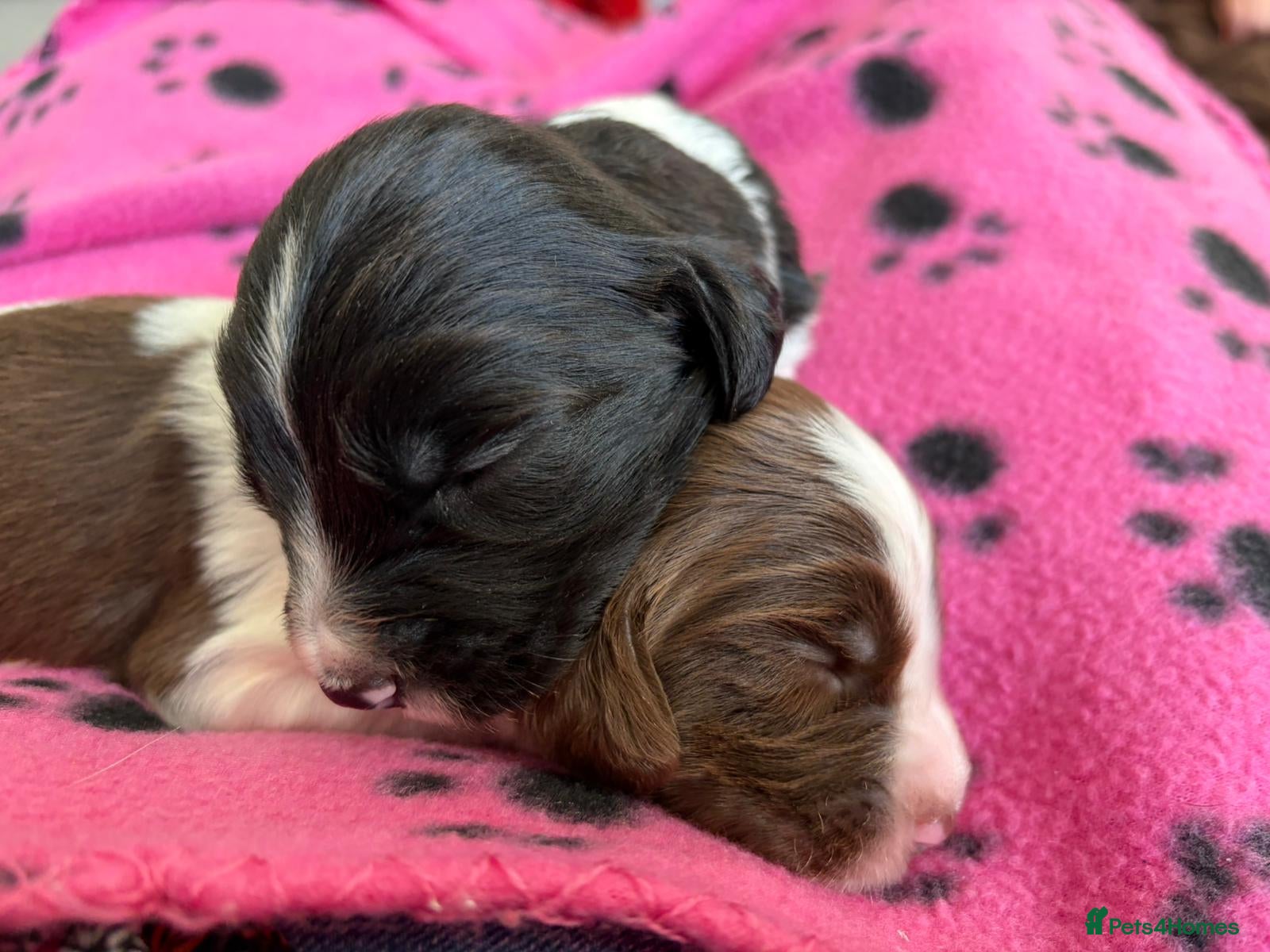 English Springer Spaniel dogs Health tested KC Registered Springer spaniels - Advert 1