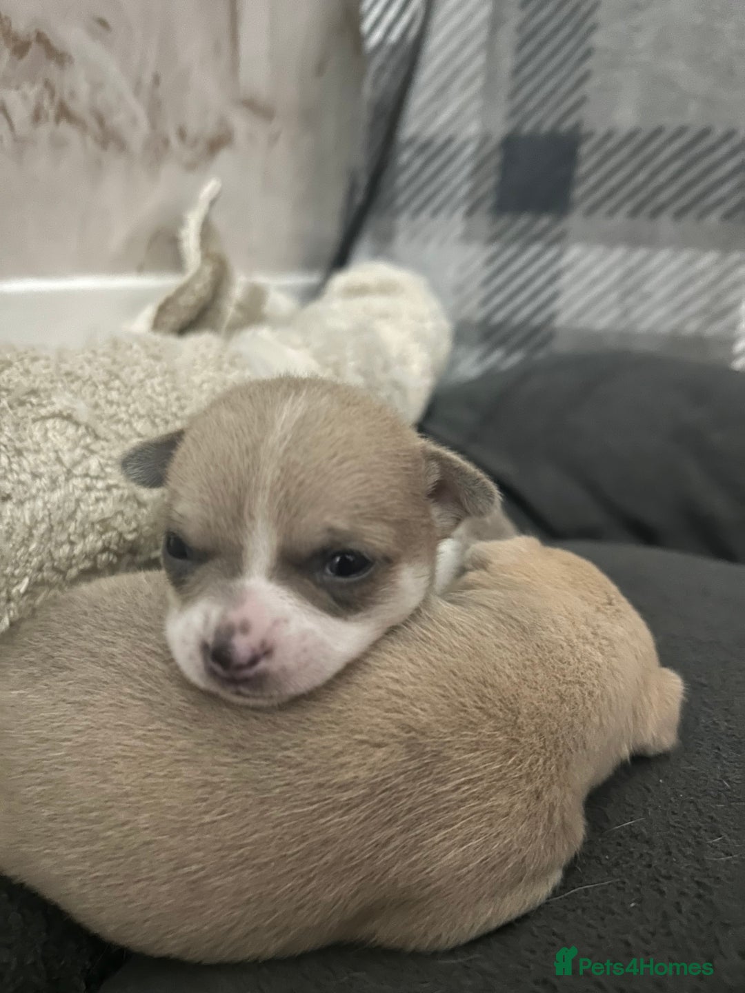 Chihuahua dogs for sale: smooth coat chihuahuas. Only the little boy left  - Advert 18